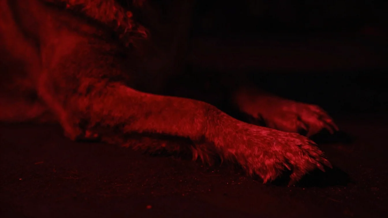 Close-up of a dog's paw resting on a dark surface, rich crimson lighting, 35mm lens, atmospheric dark fantasy.